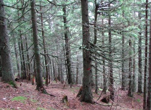 Rezervatia Naturala Padurea De Molid De La Macaria poza